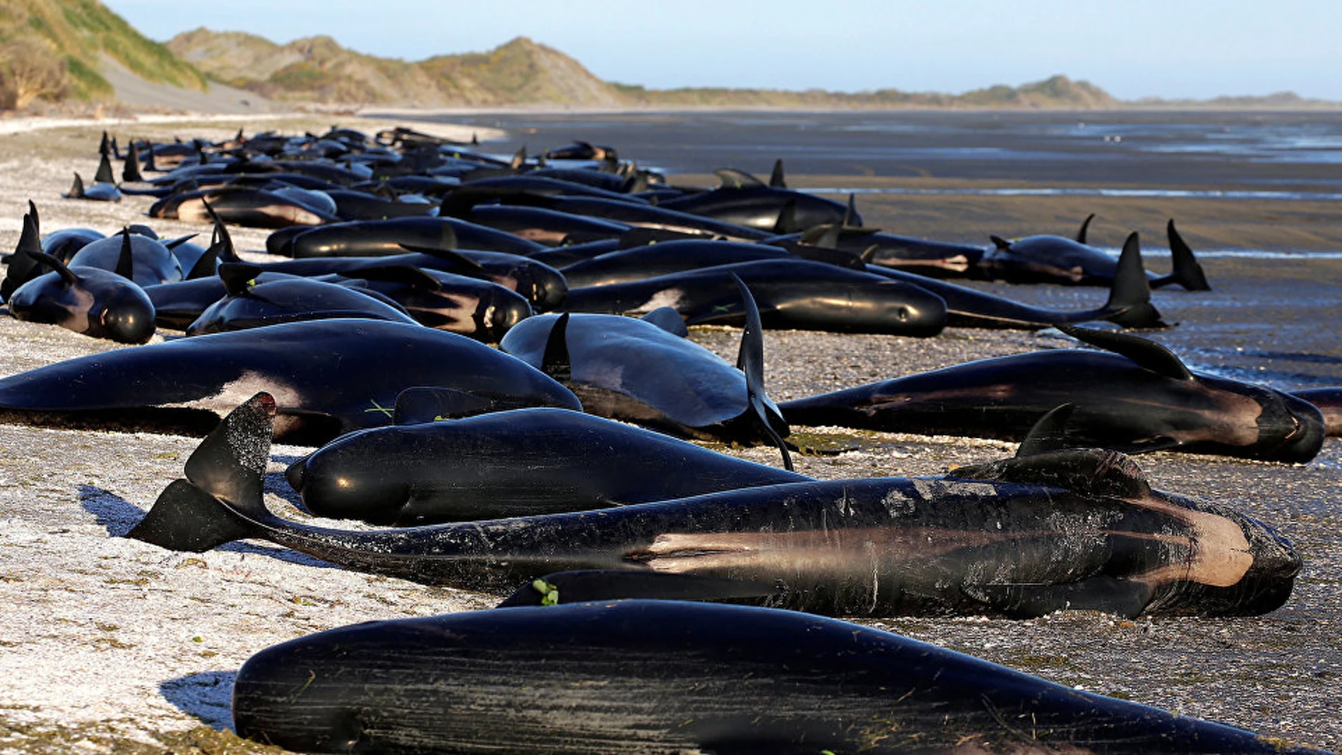 Una línea de 350 ballenas muertas a lo largo de toda una playa de Nueva Zelanda