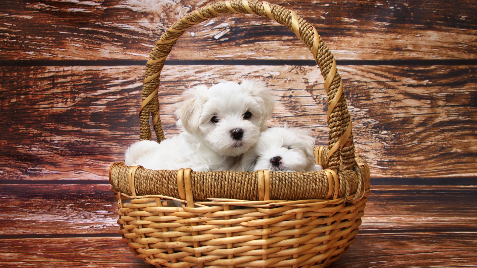 Cachorros de perro