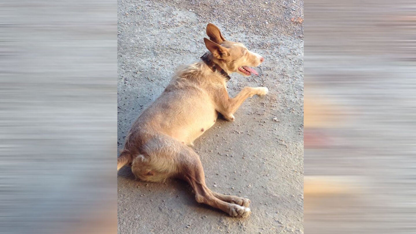 Pelucha, una perra podenca brutalmente asesinada