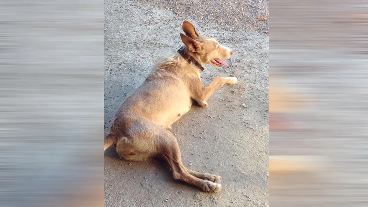 Pelucha, una perra podenca brutalmente asesinada Pelucha, una perra podenca brutalmente asesinada