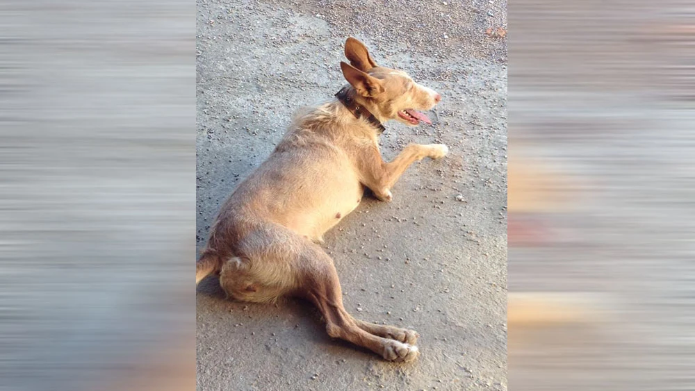 Pelucha, una perra podenca brutalmente asesinada