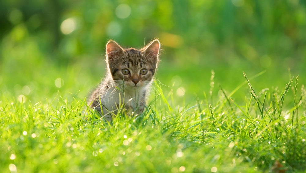 Un pequeño gato sobre la hierba