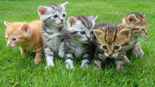 Crías de gato Crías de gato
