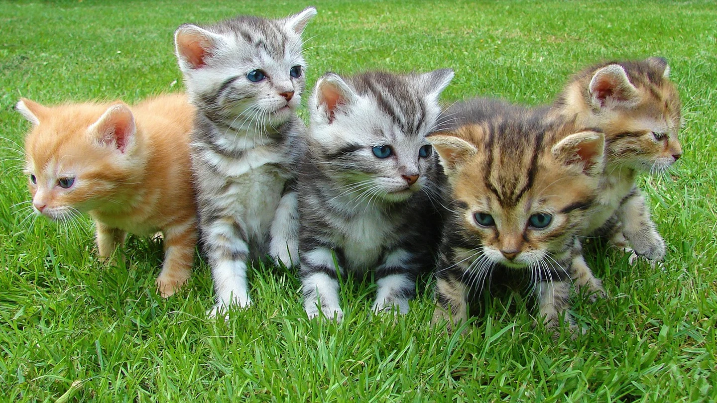 Crías de gato Crías de gato