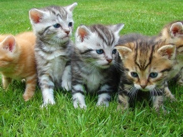 Crías de gato Crías de gato