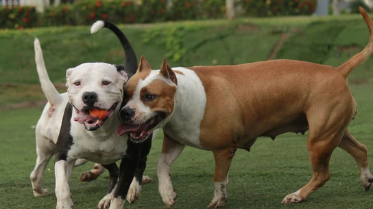 Perros potencialmente peligrosos Perros potencialmente peligrosos