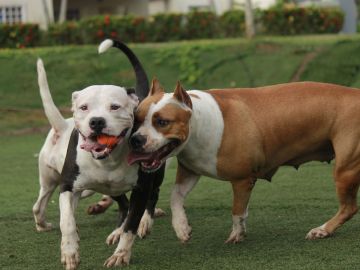 Perros potencialmente peligrosos Perros potencialmente peligrosos
