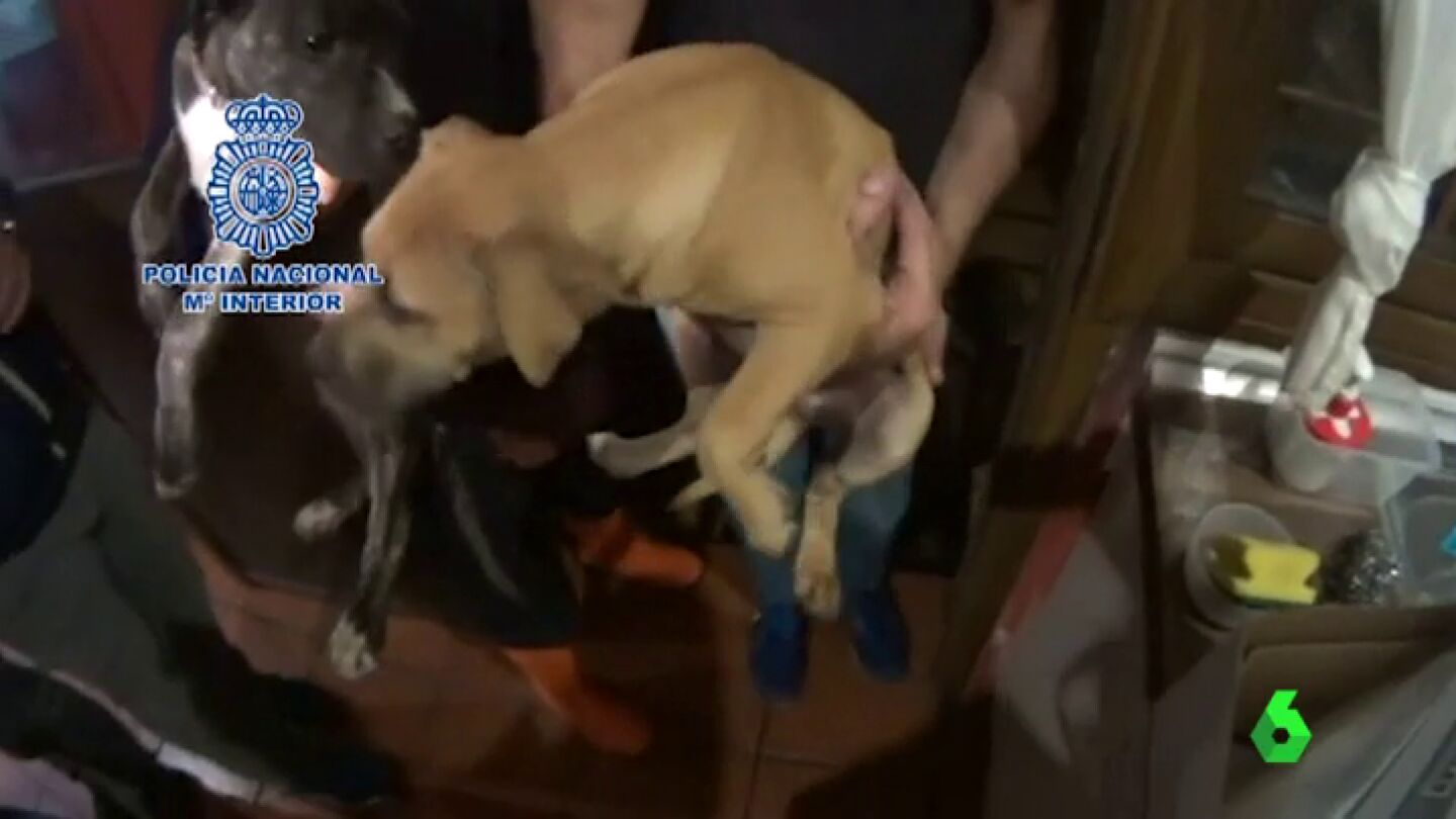 Frame 24.403148 de: La Polic&iacute;a evita la muerte de 230 perros peligrosos utilizados para peleas y dopados con anabolizantes