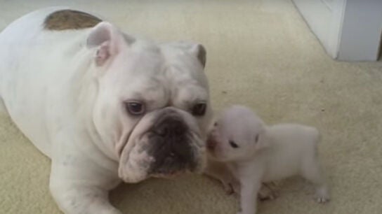 Elvis junto a su madre