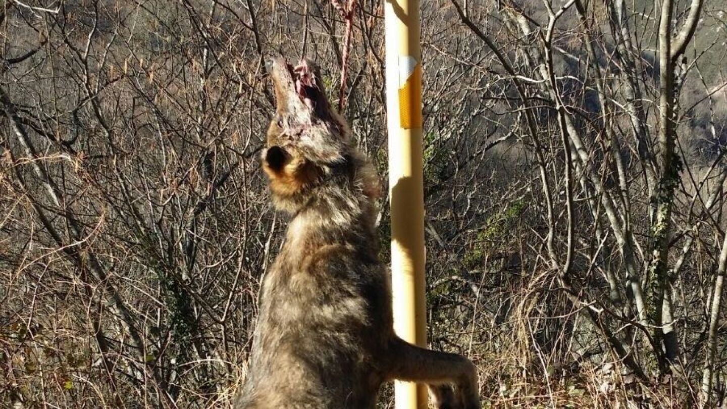  Aparece un nuevo lobo colgado de una se&ntilde;al en Asturias