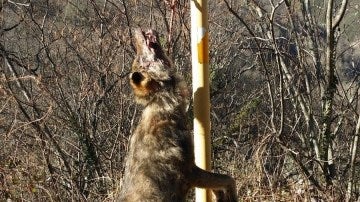  Aparece un nuevo lobo colgado de una señal en Asturias