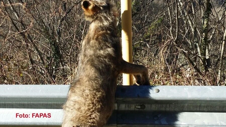  Aparece un nuevo lobo colgado de una señal en Asturias