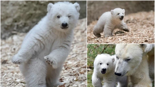 El adorable cachorro de oso polar que conquista con su paso de baile 'dab' El adorable cachorro de oso polar que conquista con su paso de baile 'dab'