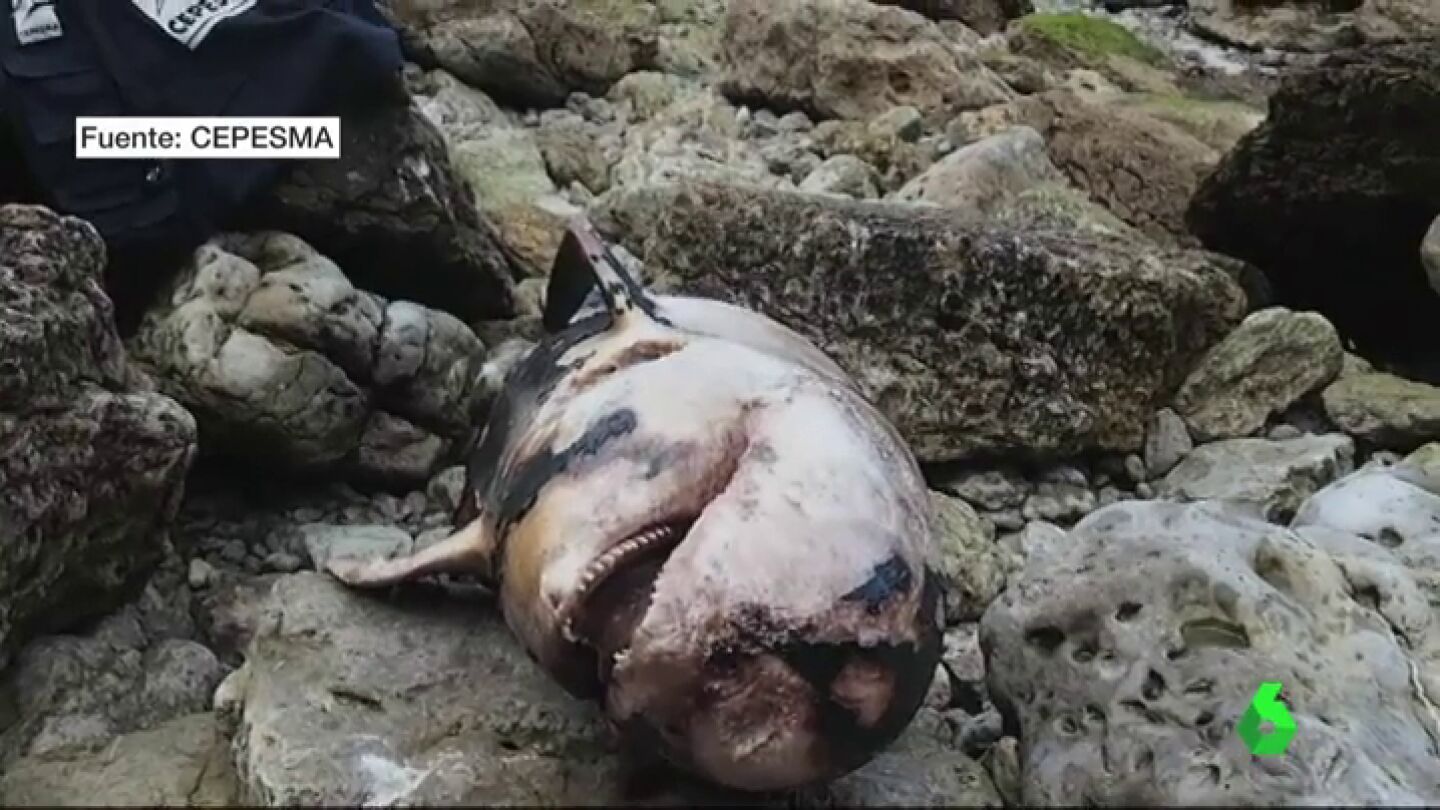 Decenas de cet&aacute;ceos aparecen abandonados o pudri&eacute;ndose despu&eacute;s de que Asturias rompiera el acuerdo con la ONG que los rescataba