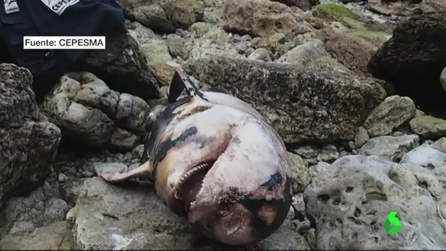 Decenas de cetáceos aparecen abandonados o pudriéndose después de que Asturias rompiera el acuerdo con la ONG que los rescataba Decenas de cetáceos aparecen abandonados o pudriéndose después de que Asturias rompiera el acuerdo con la ONG que los rescataba