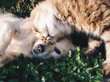 Perros y gatos Perros y gatos
