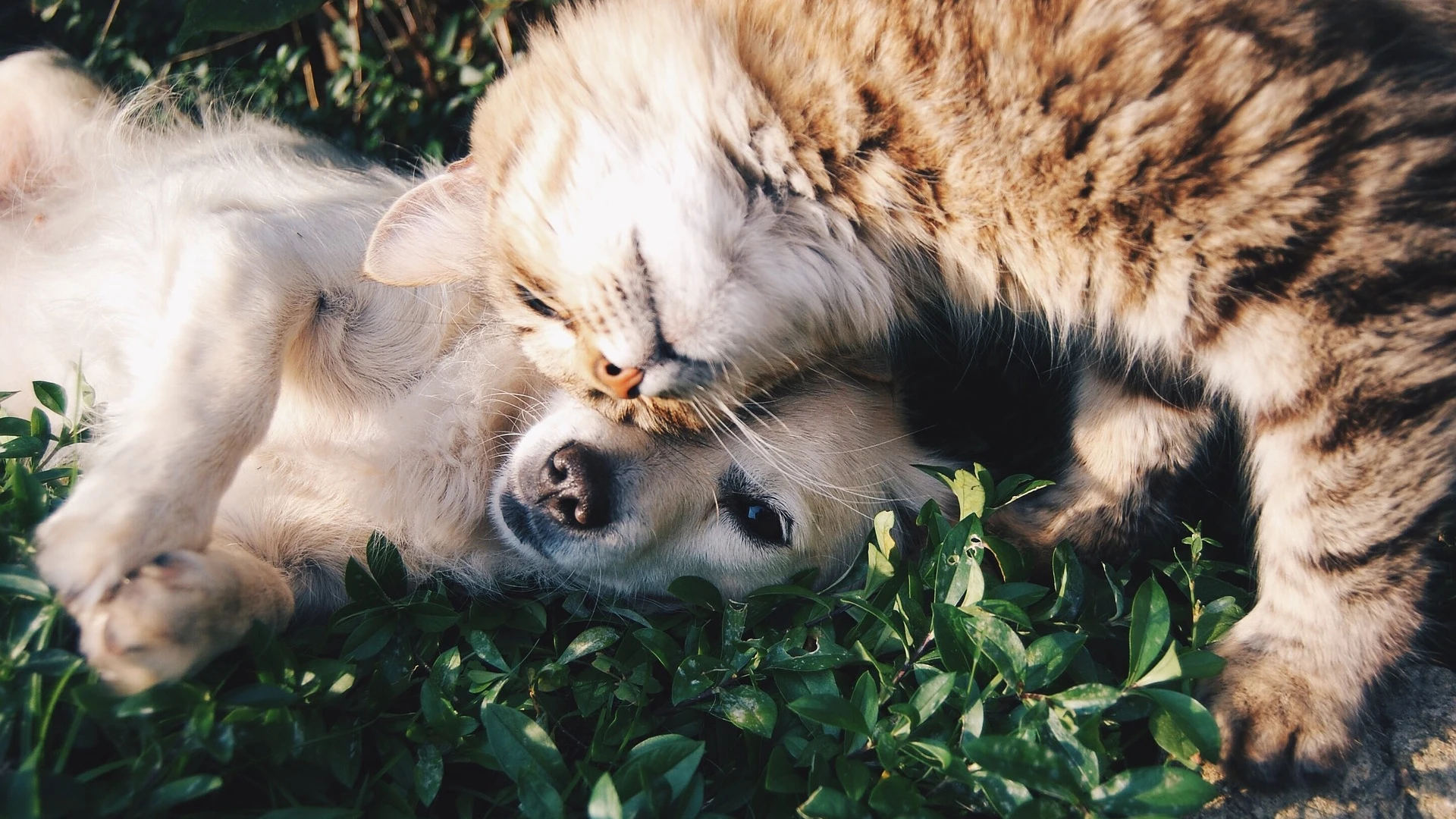 Perros y gatos