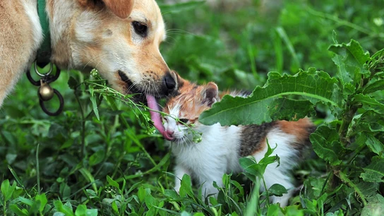 Un perro y un gato Un perro y un gato