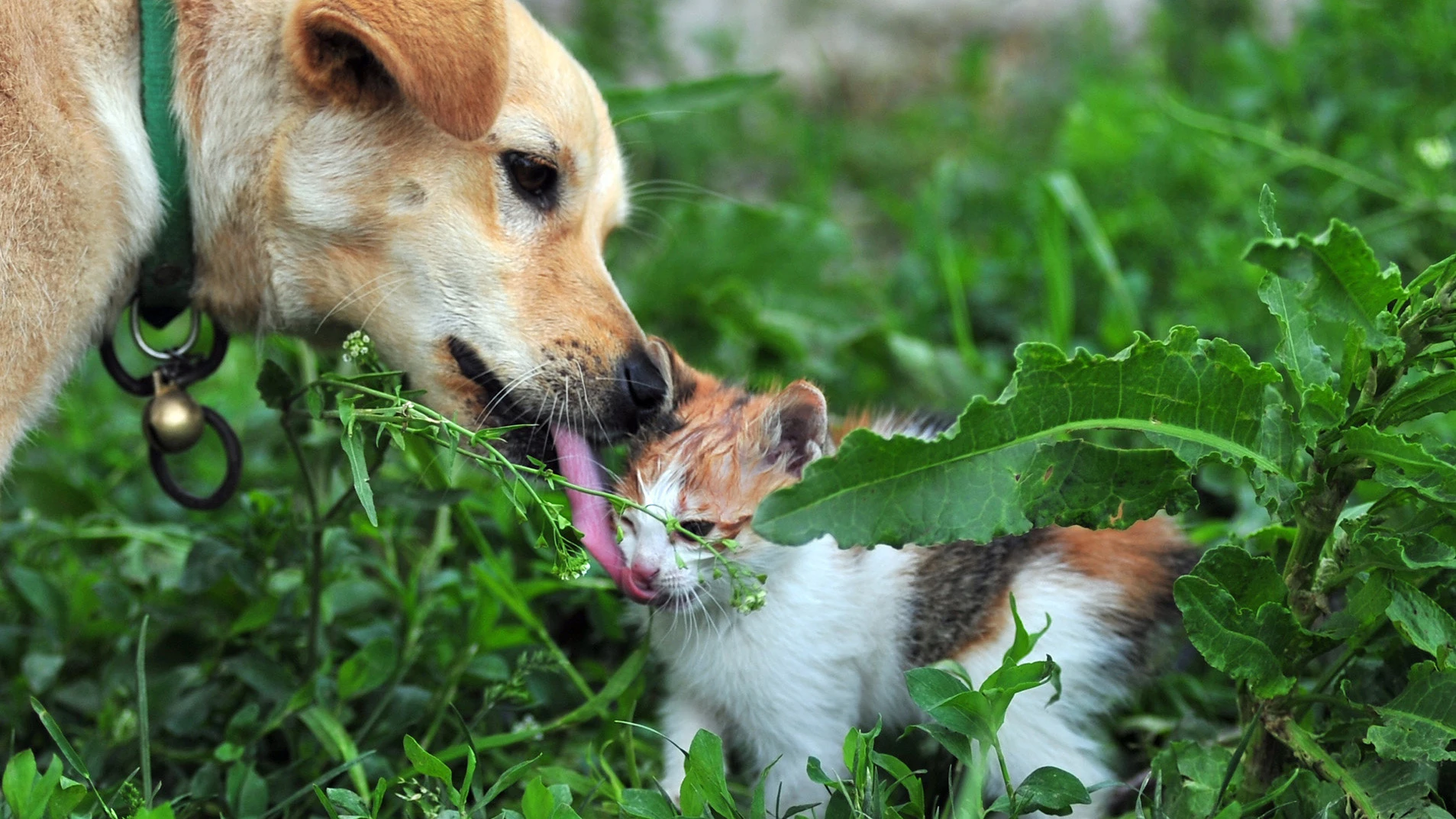 Un perro y un gato 