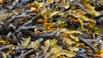 Algas marinas Algas marinas