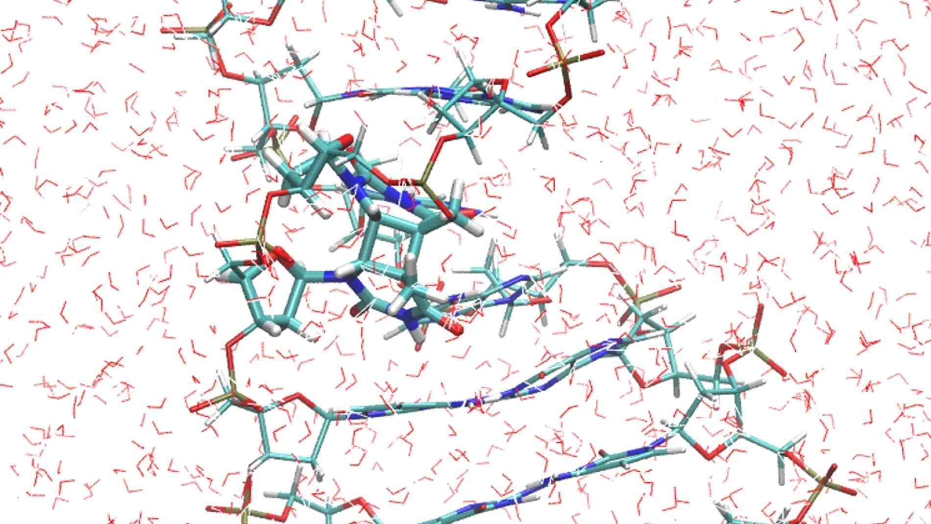 El fotodaño más frecuente causado por la radiación ultravioleta en el ADN es el dímero de timina. Este se caracteriza por la formación de dos enlaces covalentes entre bases de timina adyacentes. La figura muestra un fragmento de la doble hélice del ADN, con el dímero de timina en el medio, rodeado por las moléculas de agua del solvente. /IFIMAC-UAM