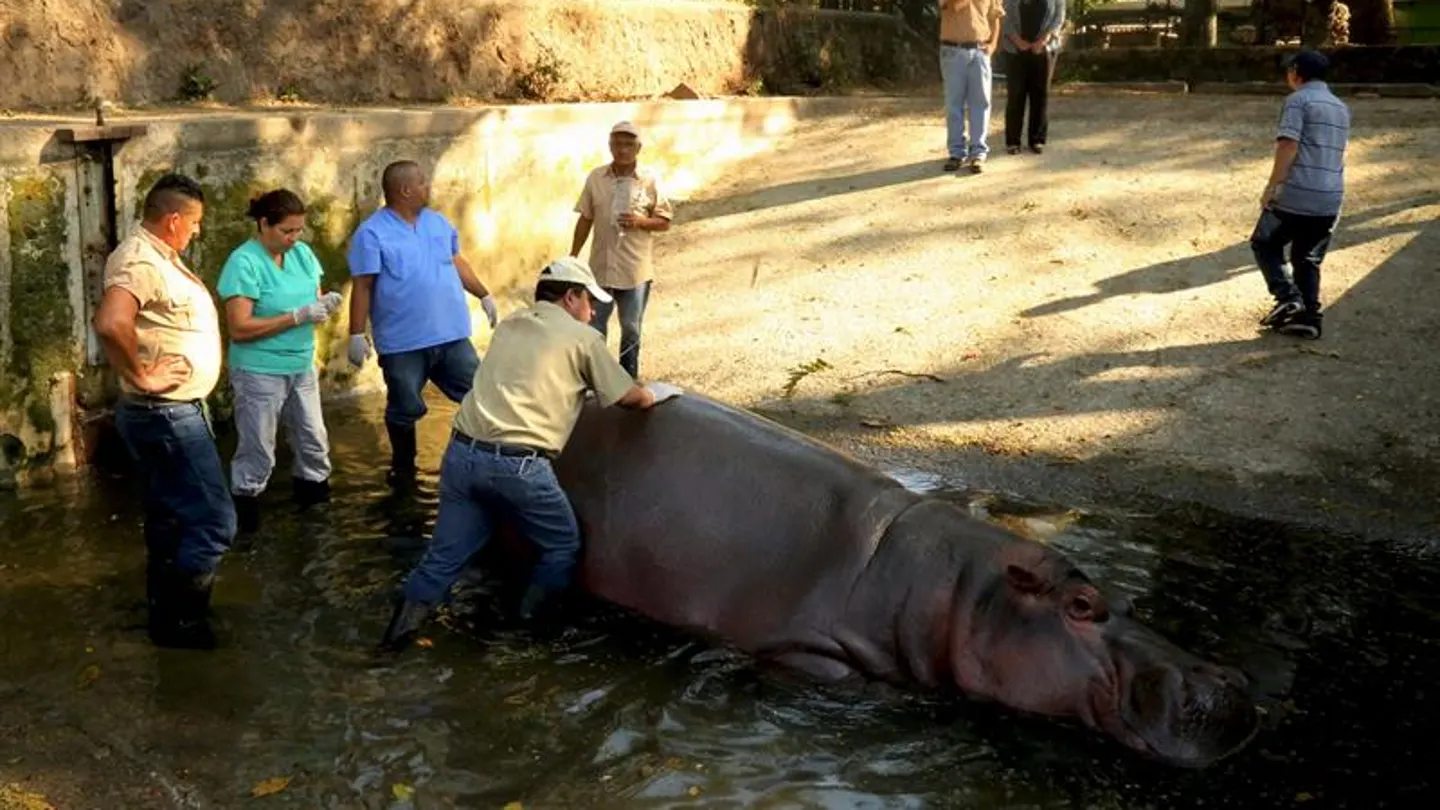 'Gustavito', el último hipopótamo del zoo de El Salvador 'Gustavito', el último hipopótamo del zoo de El Salvador