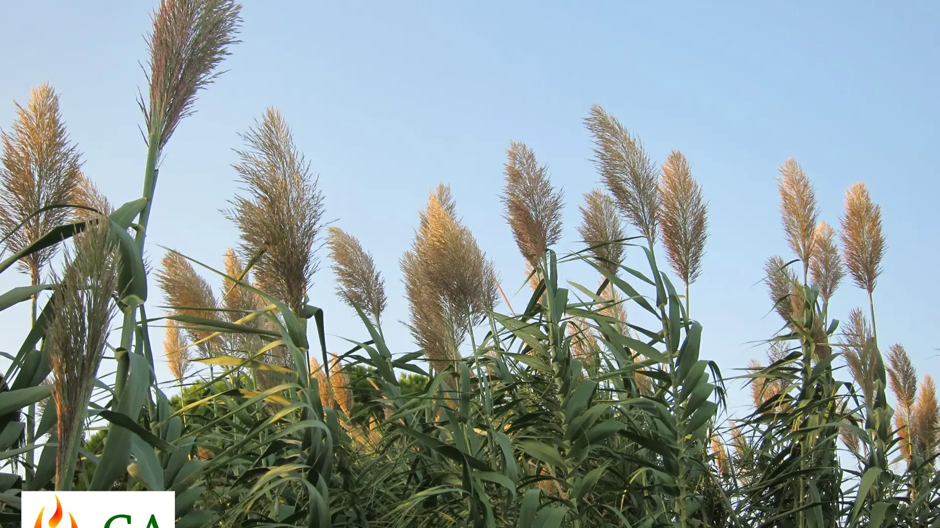 Cultivo de caña común (Arundo donax L.) en floración.