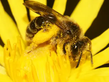 Una abeja Una abeja