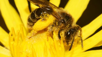Una abeja