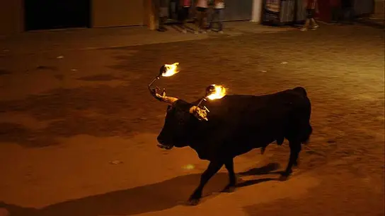 Imagen de archivo de un 'toro embolao' durante un festejo taurino Imagen de archivo de un 'toro embolao' durante un festejo taurino