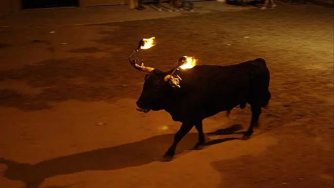 Imagen de archivo de un 'toro embolao' durante un festejo taurino