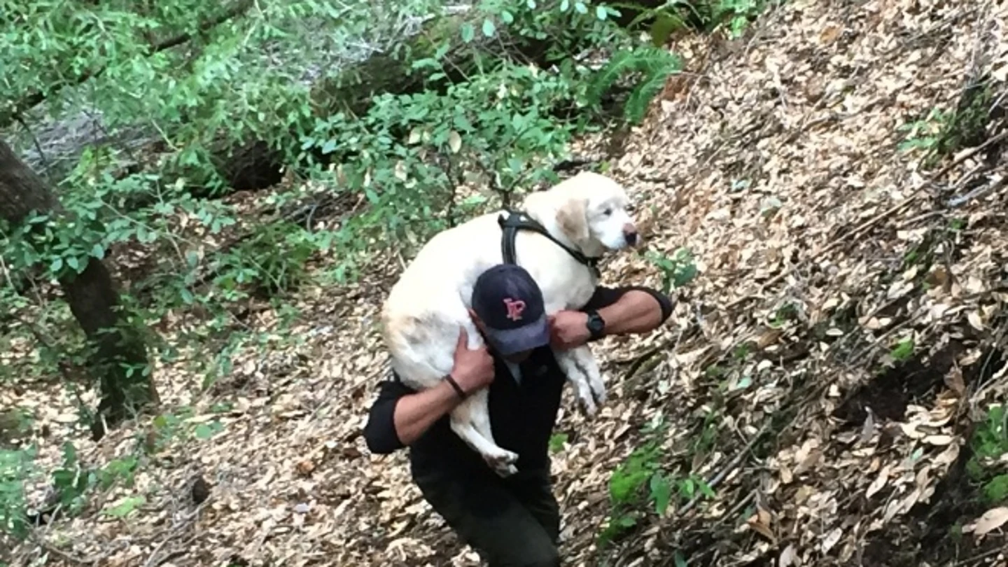 El bombero rescata al perro El bombero rescata al perro