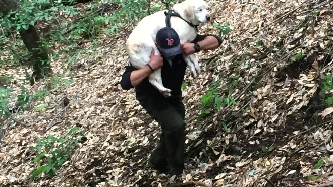 El bombero rescata al perro El bombero rescata al perro