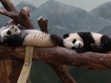 Frame 0.0 de: Así de divertidos juegan en su hábitat los dos únicos osos panda gigantes gemelos de EEUU