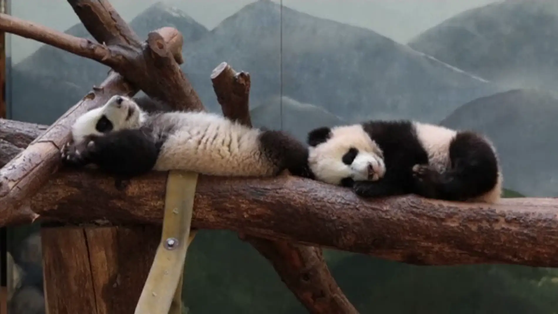 Frame 0.0 de: Así de divertidos juegan en su hábitat los dos únicos osos panda gigantes gemelos de EEUU