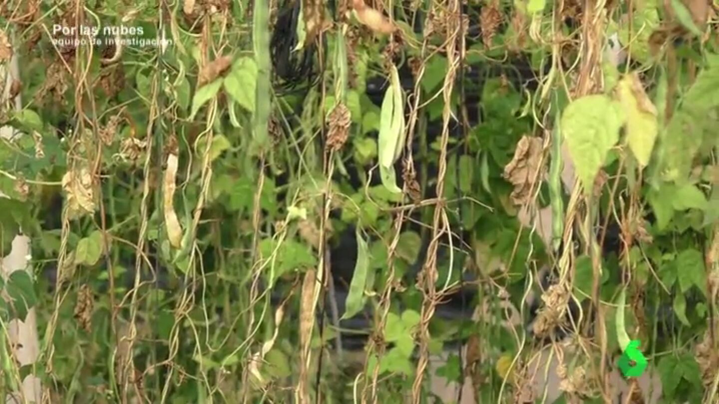 Frame 170.911076 de: Mucha mano de obra barata, la clave del &eacute;xito de las jud&iacute;as verdes 'low cost' marroqu&iacute;es que se exportan a Espa&ntilde;a