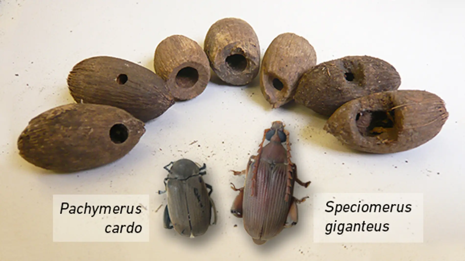 Las dos especies de gorgojo estudiadas y las semillas de palmera que infectan