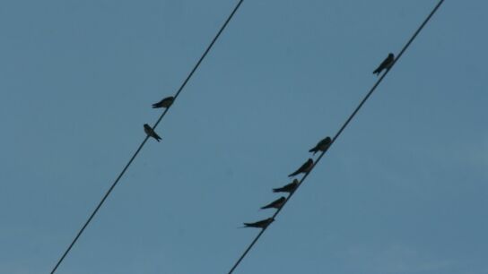 Aves sobre un tendido el&eacute;ctrico