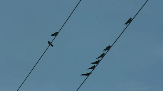 Aves sobre un tendido eléctrico Aves sobre un tendido eléctrico