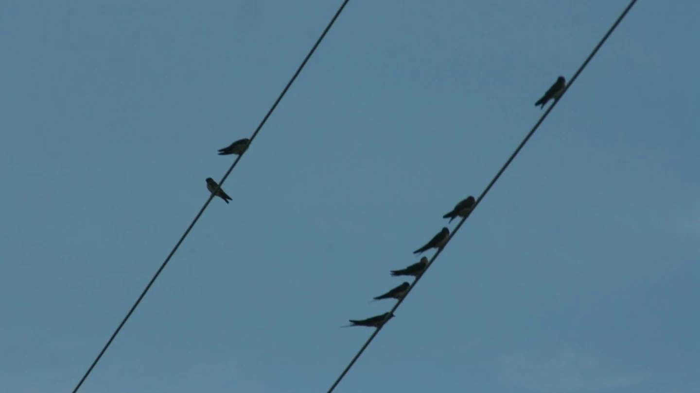 Aves sobre un tendido eléctrico Aves sobre un tendido eléctrico