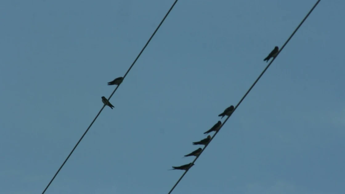 Aves sobre un tendido eléctrico