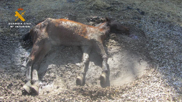 Yegua desnutrida encontrada por la Guardia Civil en Navarra