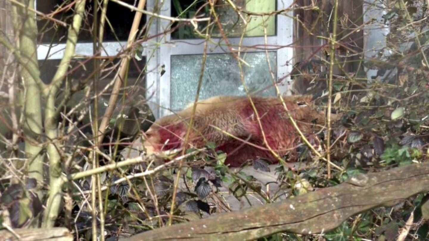 Abaten en el zoo de Osnabr&uuml;ck a un oso que se hab&iacute;a escapado de su recinto