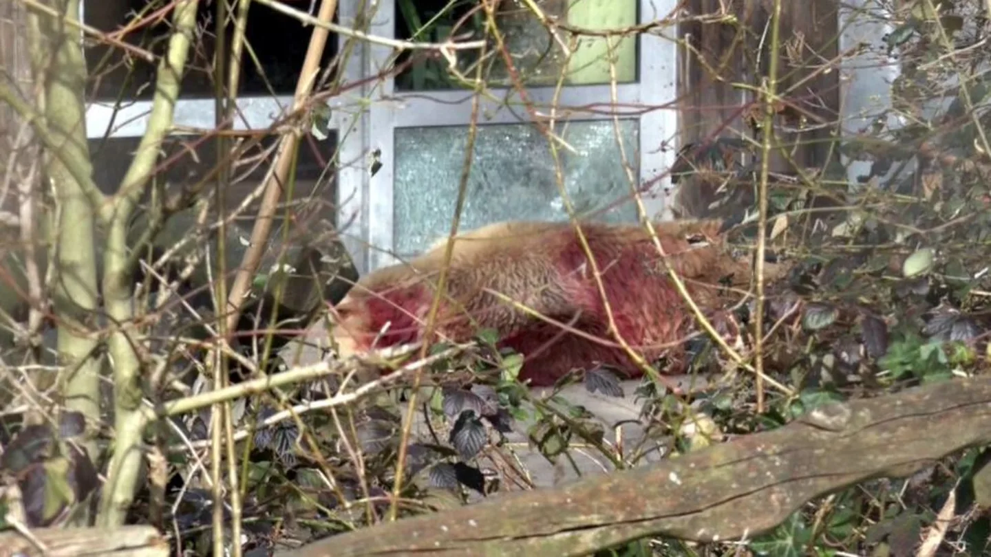 Abaten en el zoo de Osnabrück a un oso que se había escapado de su recinto Abaten en el zoo de Osnabrück a un oso que se había escapado de su recinto