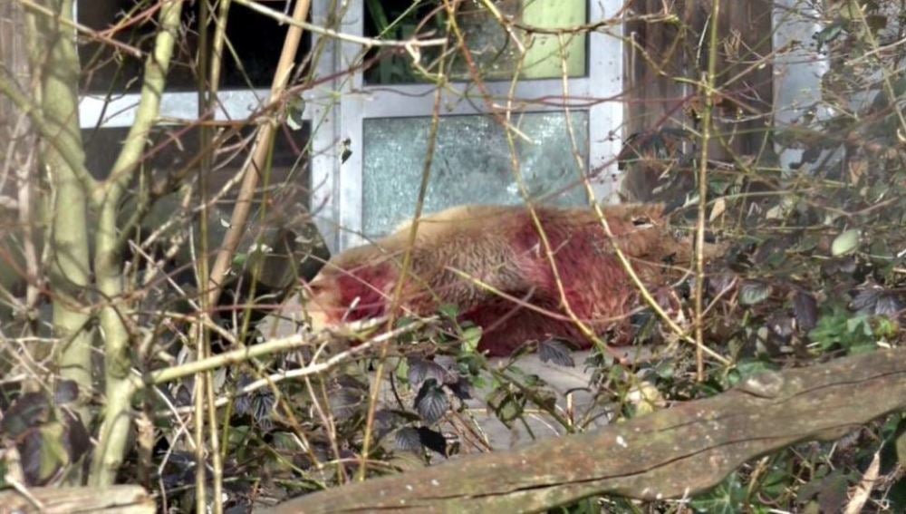 Abaten en el zoo de Osnabrück a un oso que se había escapado de su recinto