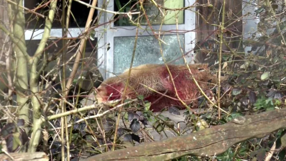 Abaten en el zoo de Osnabrück a un oso que se había escapado de su recinto