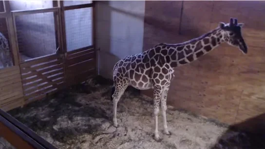 La jirafa April se convierte en el animal más célebre del mundo La jirafa April se convierte en el animal más célebre del mundo