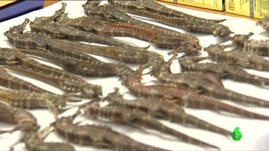 Frame 0.0 de: La Guardia Civil se incauta de 34 caballitos de mar que vend&iacute;a un establecimiento chino como "potenciador sexual"