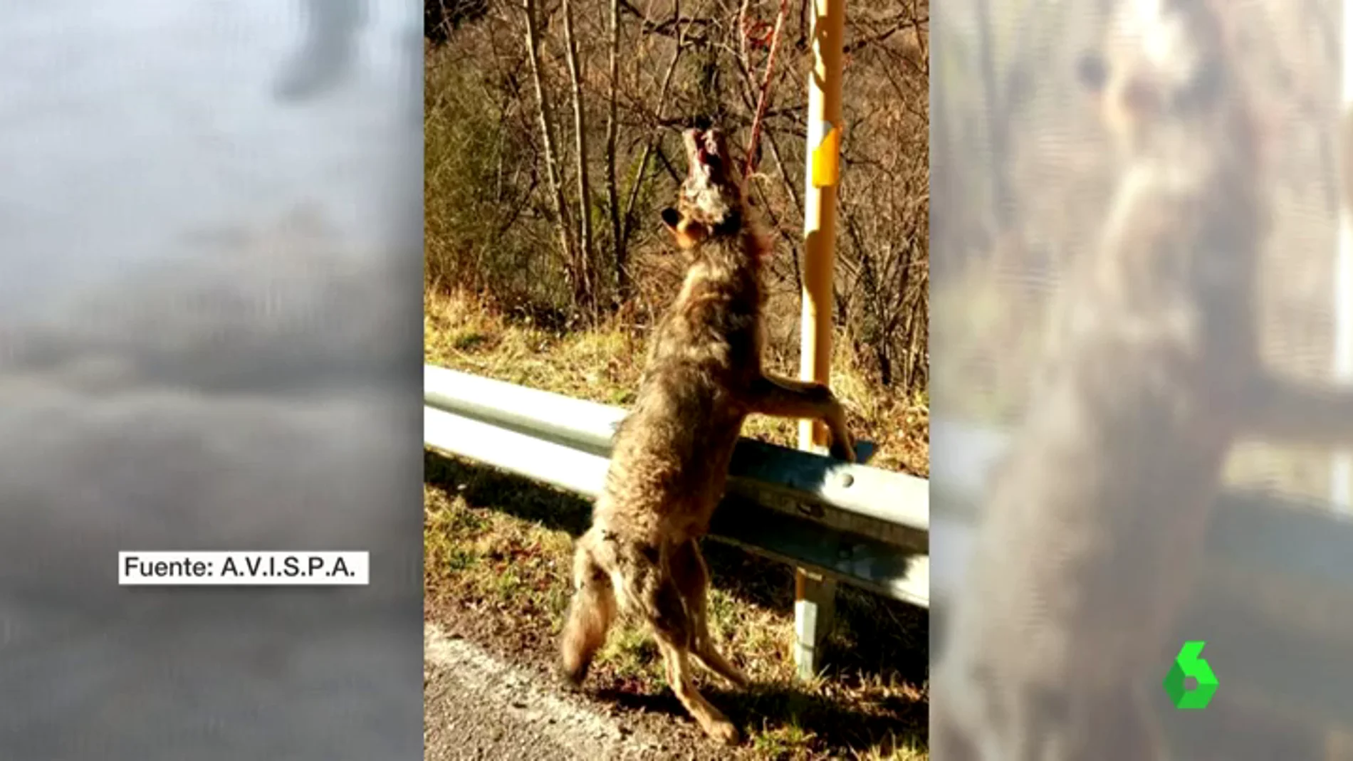 Frame 8.964076 de:  Investigan la muerte de varios lobos que aparecieron colgados en señales en Asturias mientras se reabre el debate sobre el depredador
