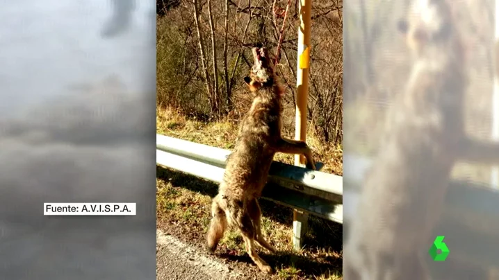 Frame 8.964076 de: Investigan la muerte de varios lobos que aparecieron colgados en señales en Asturias mientras se reabre el debate sobre el depredador